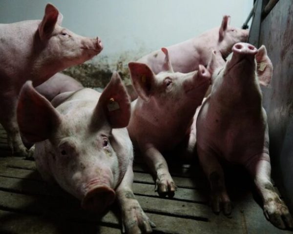 На Урале продлили карантин по африканской чуме свиней
