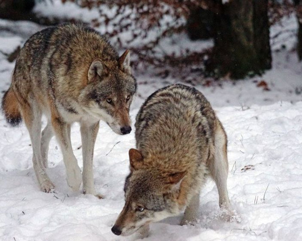 В Свердловской области охотникам разрешили отстреливать волков