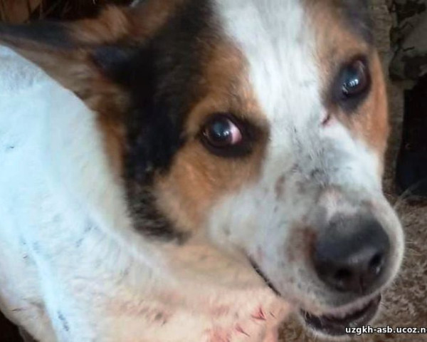 В камышловском приюте погибли сотни собак