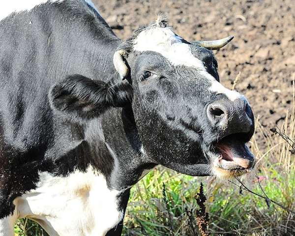 В Свердловской области выявлены случаи бешенства у коров