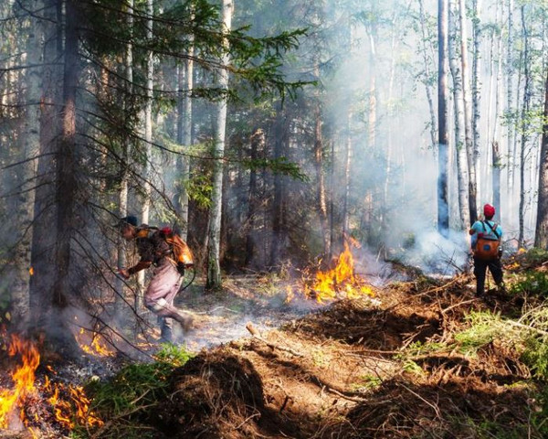 Поджигателей леса будут выявлять с помощью фотоловушек